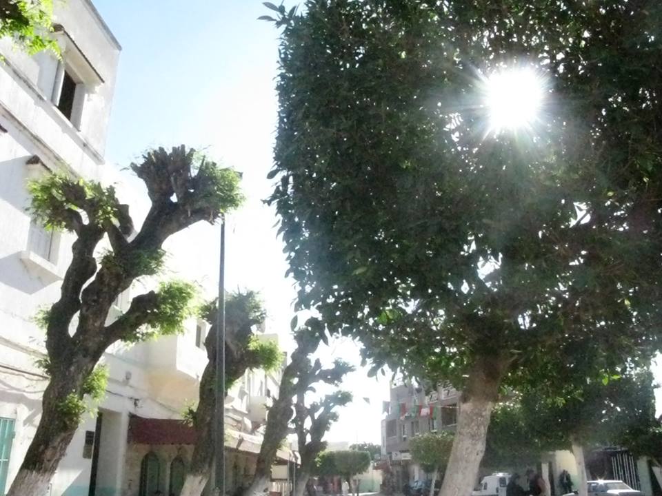 انطلاق عملية صيانة المساحات الخضراء بجماعة القصر الكبير