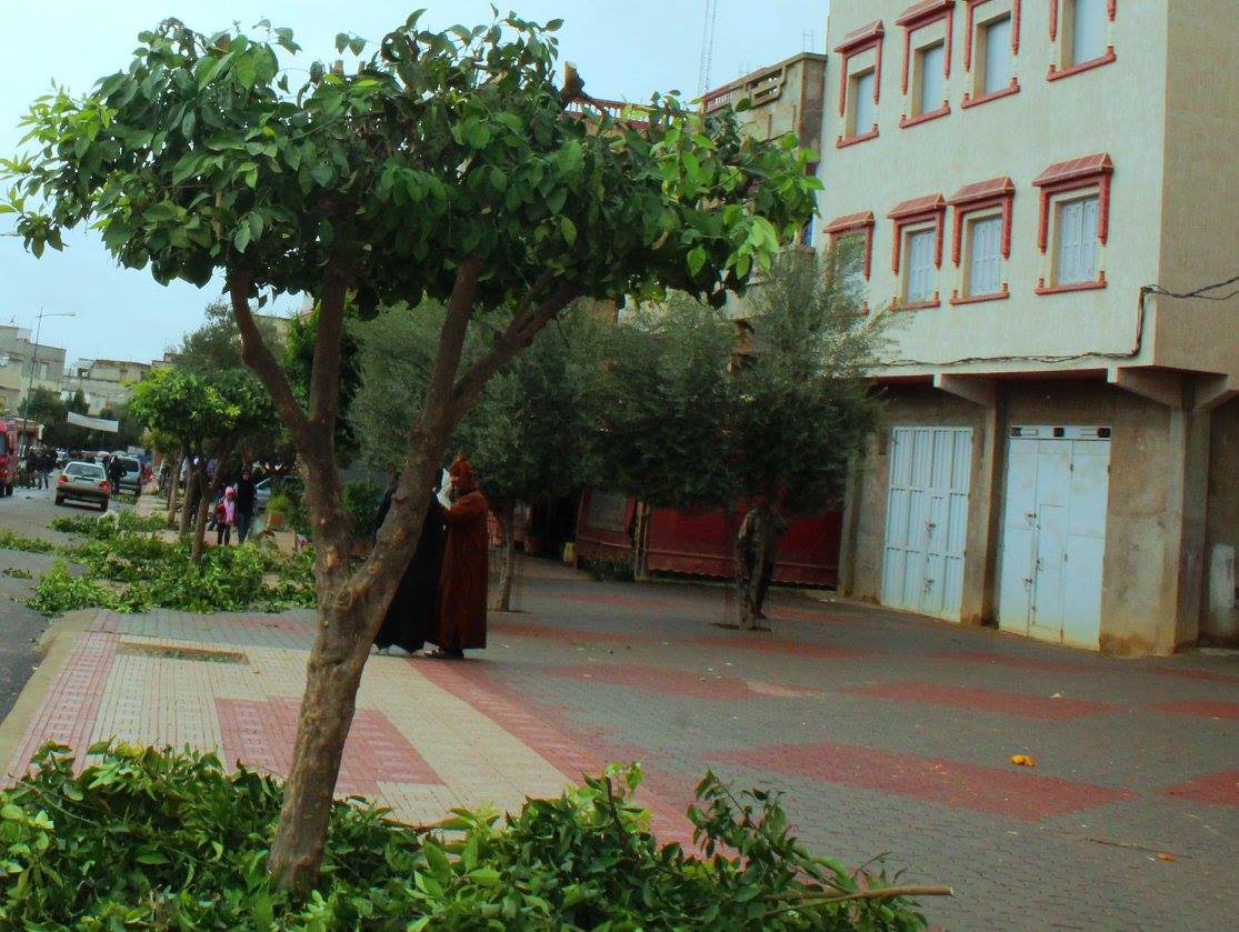 تواصل عملية تشذيب الأشجار