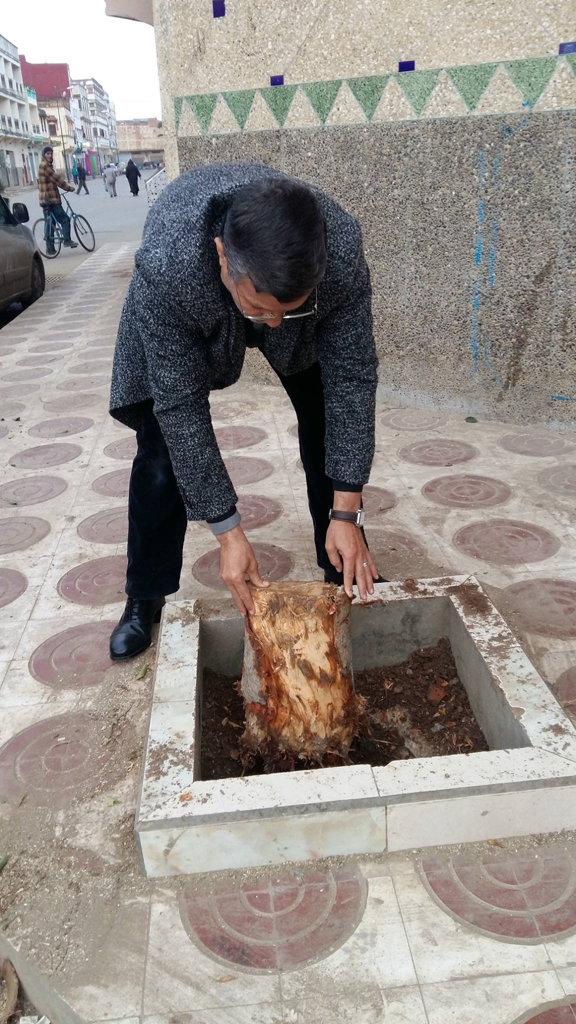 معاينة عملية اجتثات شجرتين بحي السلام